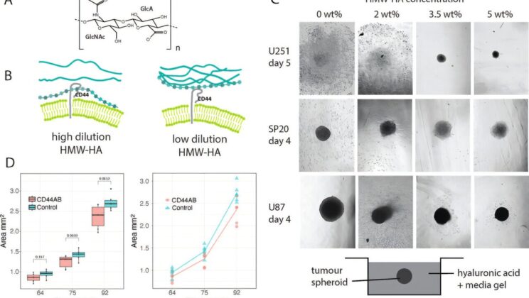 What Happens When You Freeze This Molecule? Brain Cancer Stops Spreading