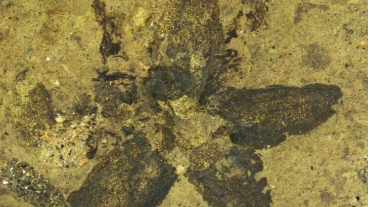24-Million-Year-Old Bees Found with Pollen Still Attached—Unlocking the Oldest Pollination Story Ever Told