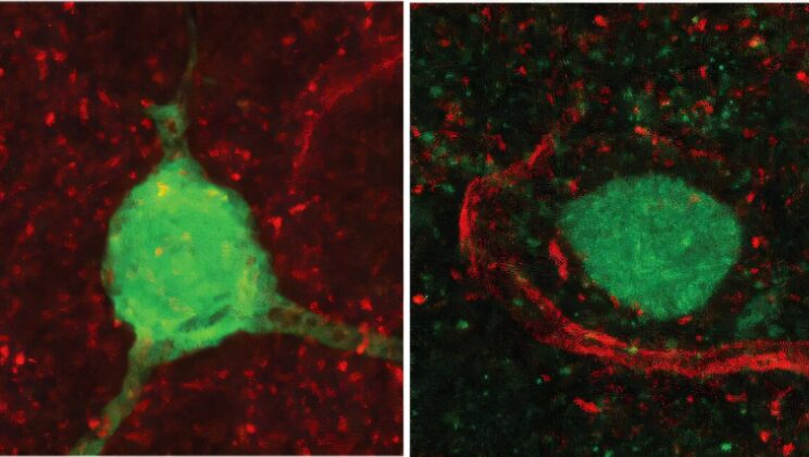 Scientists Crack the Genetic Code of Social Behavior — And It Could Transform Autism Treatment