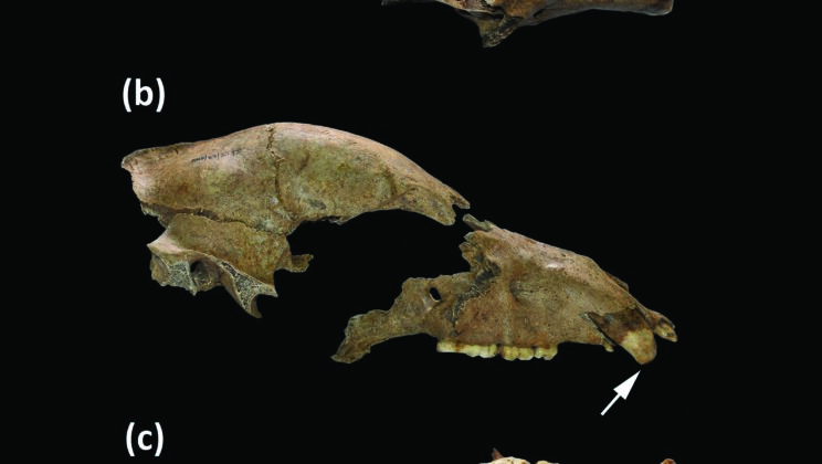 This 1,700-Year-Old Bear Skull Reveals the Brutal Secrets of Roman Arenas