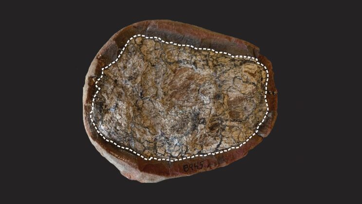 Scientists Unlock 300-Million-Year-Old Secrets Hidden in Ancient Poop