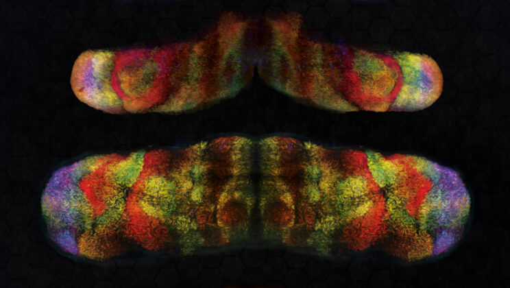 Scientists Discover 11 Hidden Brain Cell Types That Could Explain Speech and Intelligence