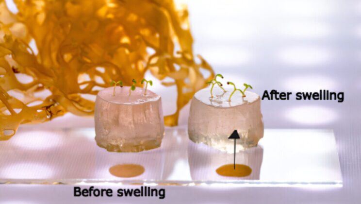This Biodegradable Gel Could Replace Soil—and Transform Agriculture Forever