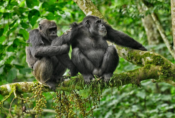 The Smartest Animals in the World: Ranked by Science