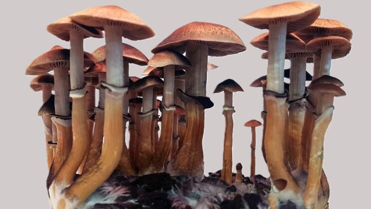 Scientists Discover Mushrooms Invented Psychedelic Compound Twice—Completely Independently