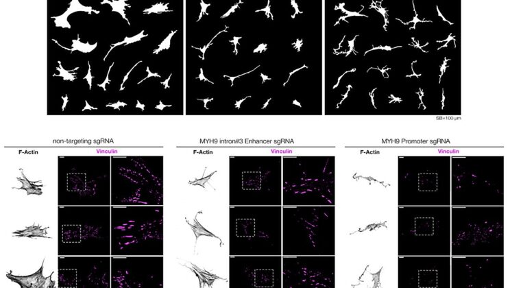 Your DNA Can Feel the World Around It—Here’s What That Means for Health and Disease