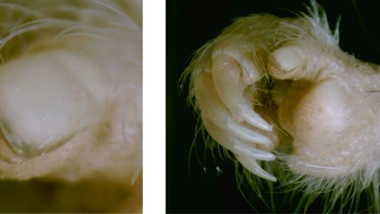 The Tiny Body Part That Helped Rodents Take Over the World