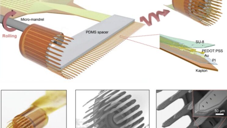 New 3D Brain Probes Could Restore Movement and Vision—Here’s How They Work