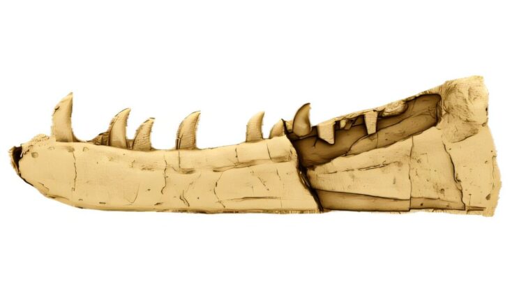 A Fossil Sat in a Museum for 125 Years—Now Scientists Say It’s a Giant Dinosaur