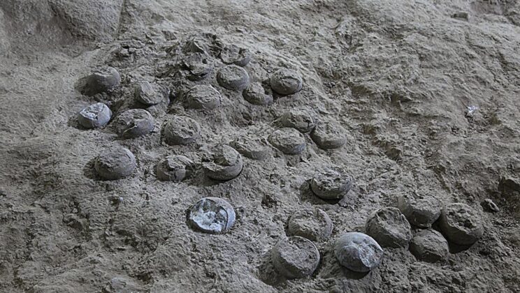These Fossilized Dinosaur Eggs Are Telling a Story We’ve Never Heard Before