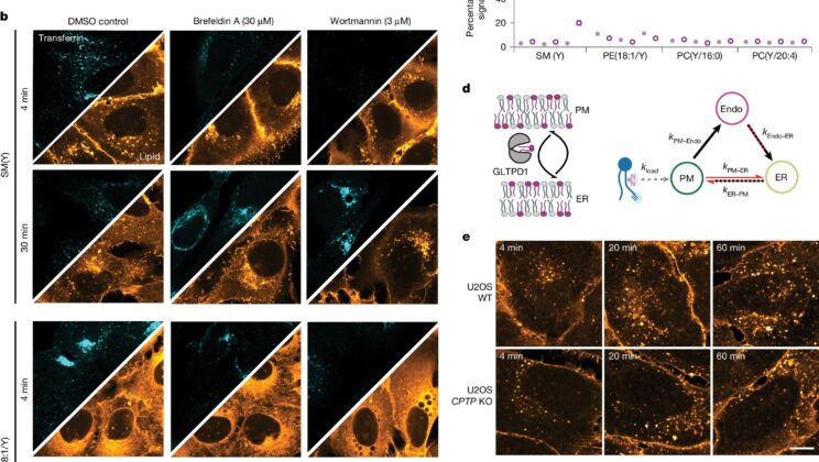 Your Cells Have Hidden Expressways—And They’re Moving Molecules 11 Times Faster Than Expected