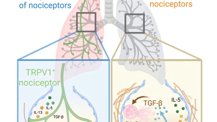 Scientists Discover Pain-Sensing Nerves Could Hold the Key to Stopping Deadly Lung Scarring