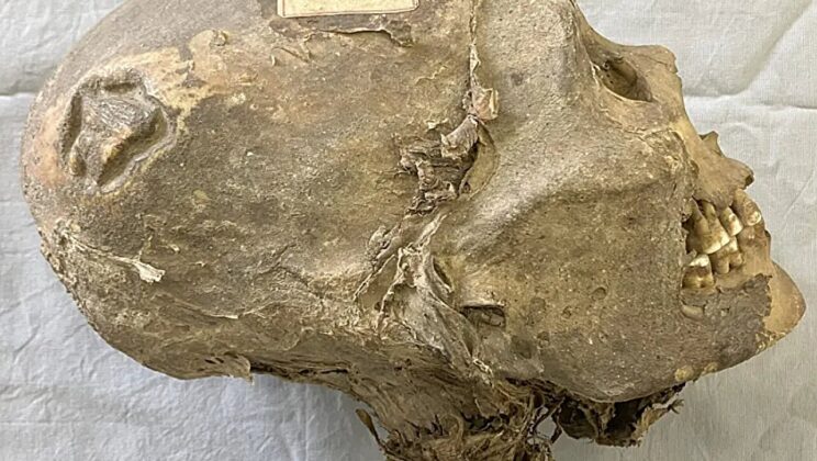 This 16th-Century Skull Was Mislabelled an ‘Inca Chief’—New Science Tells a Different Story