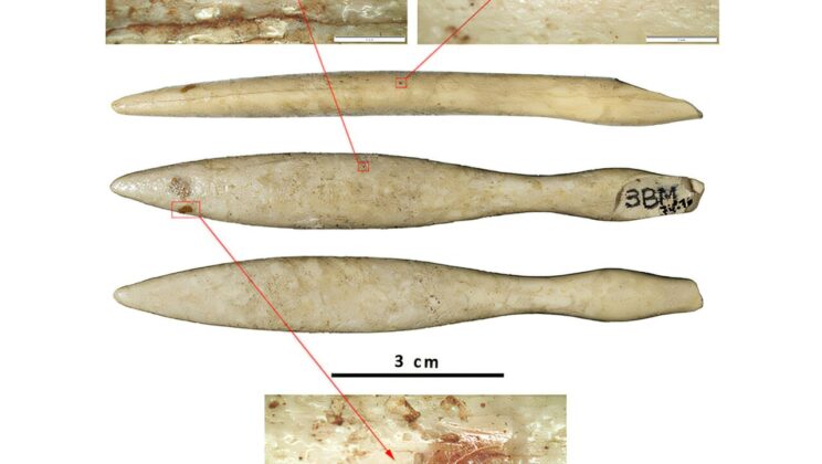 Archaeologists Stunned by 4,500-Year-Old Hippopotamus Ivory Found in Spain