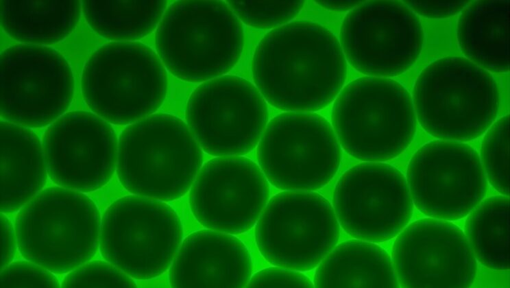 The Secret to Repairing Joints and Growing New Organs Might Be Hidden in This Strange Gel