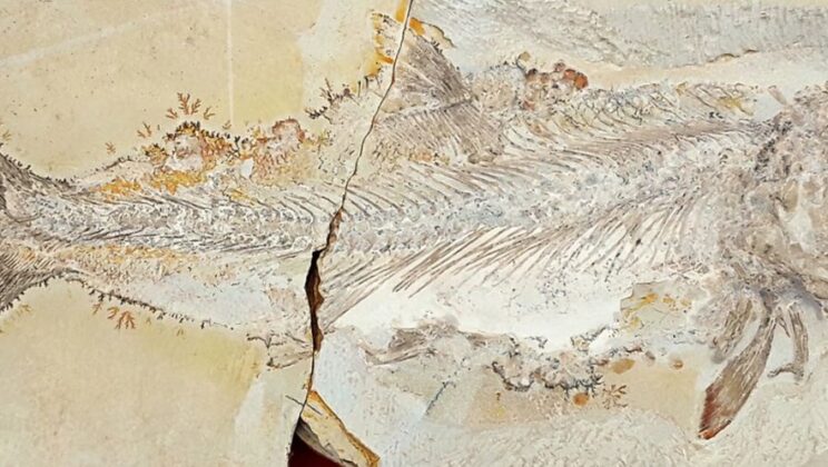 Scientists Discover Bizarre Jurassic Fish With a ‘Notched’ Double Tail Unlike Anything Seen Before