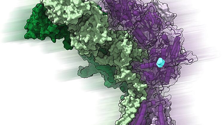 Scientists Found a Hidden Switch in the Brain—And It Could Treat Schizophrenia, Anxiety, and Memory Loss