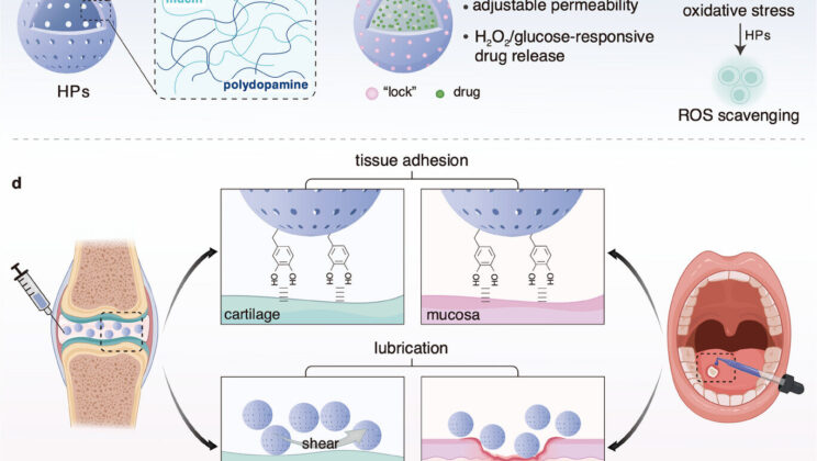 Scientists Turn Mucus Into Tiny Healing Capsules—And the Future of Medicine May Never Be the Same