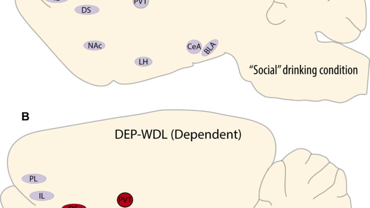 Scientists Discover Tiny Brain Region That Fuels Alcohol Relapse—Even Against All Odds