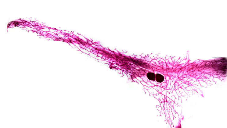 Your Breast Cells May Hold Secrets to Both Milk Supply and Breast Cancer, New Study Finds