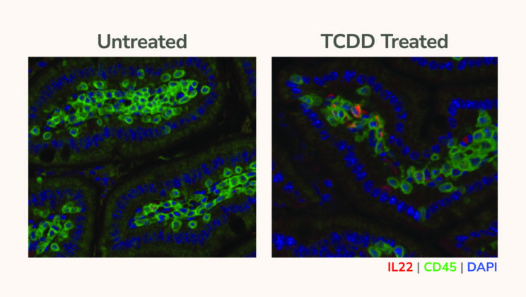 Cigarette Toxins Hijack the Immune System—And Fuel Aggressive Tumors, Study Finds