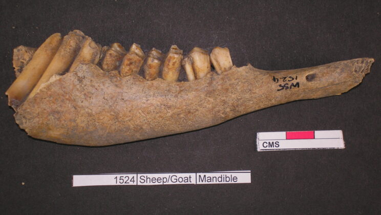 Ancient Trash Heaps Reveal Britain’s First Mega-Feasts—And They Were Bigger Than We Ever Imagined