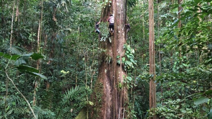 Why Are Amazon Trees Growing Faster Than Ever? The Answer Lies in the Air