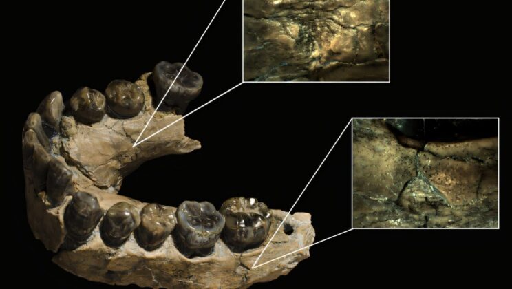 New Fossil Analysis Suggests Our Ancestors Lived in Fear of Big Cats