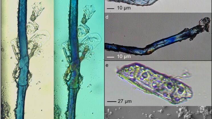 Scientists Discover the World’s Oldest Blue Dye on 34,000-Year-Old Tools