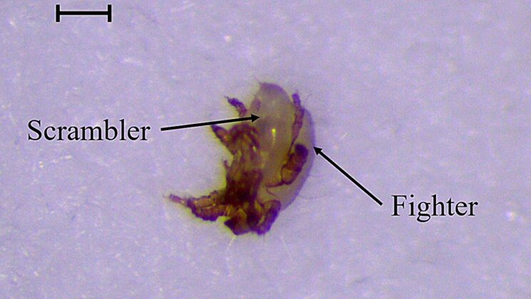 These Tiny Onion-Dwelling Mites Kill and Eat Their Rivals—But Only If They’re Strangers