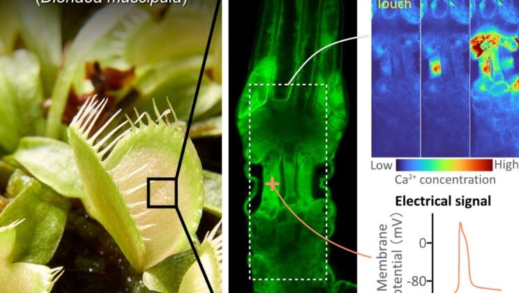 This Plant Can Feel Your Touch—The Secret Lies in a Newly Discovered Molecular Sensor