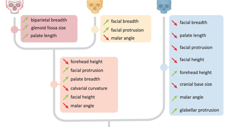 Scientists May Have Finally Found the Faces of Our Mysterious Denisovan Ancestors