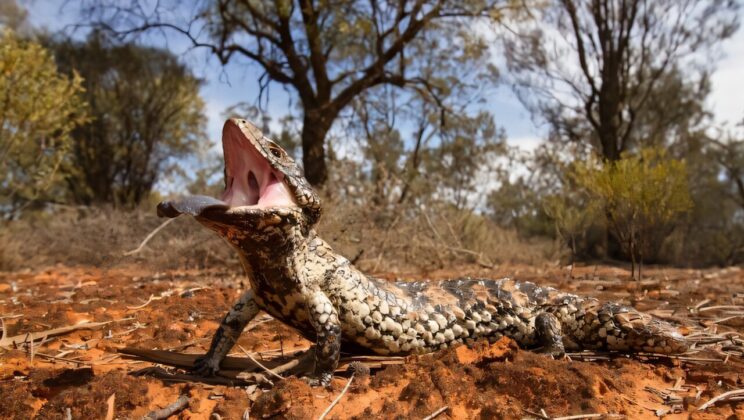 These Australian Lizards Can Smell Fire Before It Arrives—But Ignore Its Sound