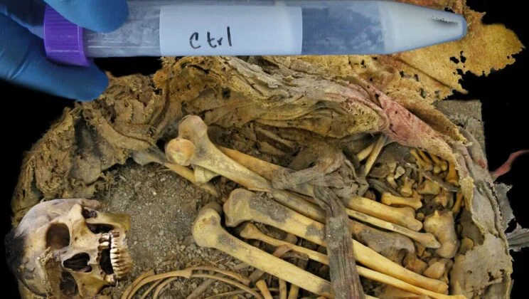 Scientists Discover 1,000-Year-Old Gut Bacteria Preserved in Ancient Mexican Mummy