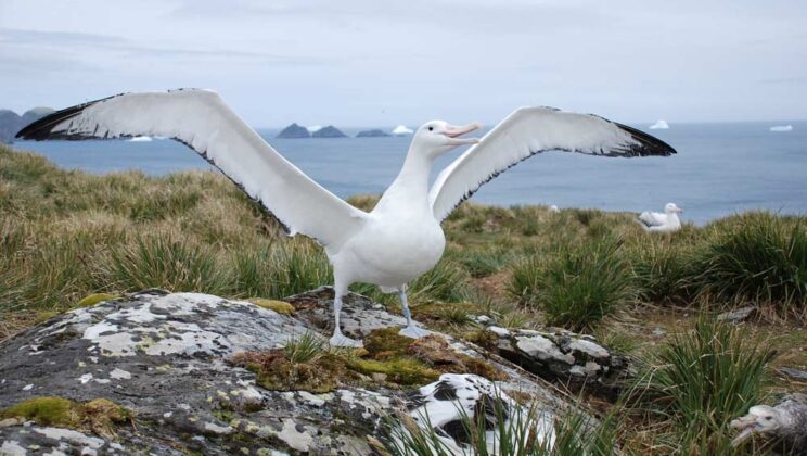 10 Birds With the Largest Wingspans