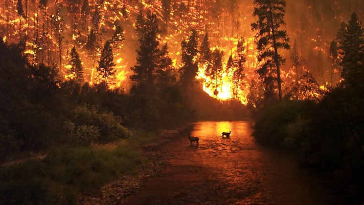 The World Is Burning: New Study Reveals Wildfires Are 4x Worse Than in the 1980s