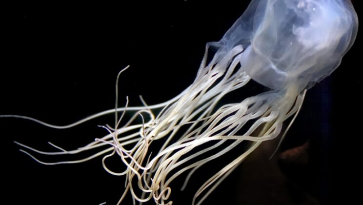 10 Most Dangerous Sea Creatures