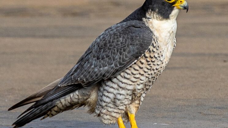 10 Fastest Birds in Flight