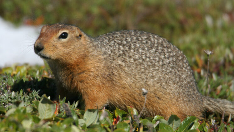 15 Animals That Hibernate in Extreme Ways