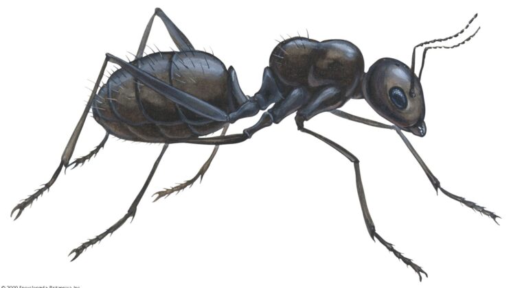 10 Small Animals With Big Survival Skills