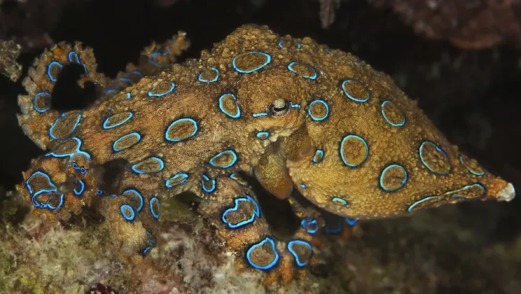 16 Cute but Deadly Marine Creatures