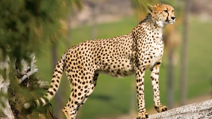 15 Fastest Mammals in the World