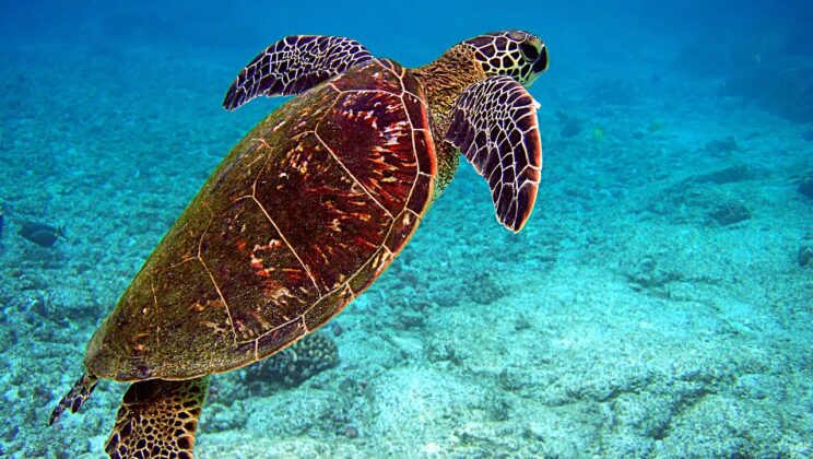 15 Weird Reptile Facts You Didn’t Know