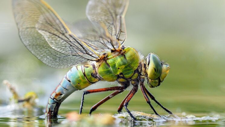 10 Fastest Insects in the World