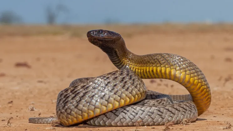 10 Most Venomous Snakes in the World