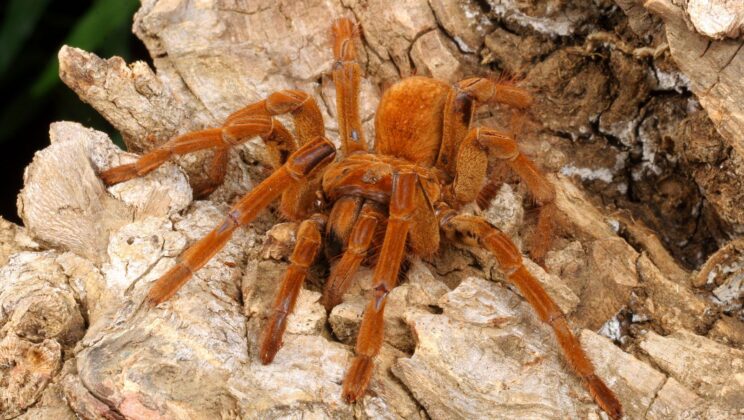 10 Largest Spiders Ever Recorded