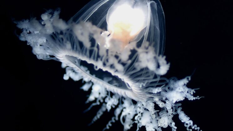 10 Strange Animal Facts You Won’t Believe Are True