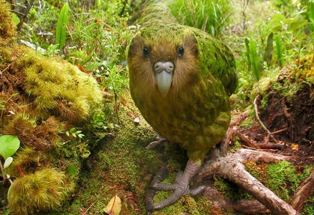 12 Endangered Birds We Must Protect