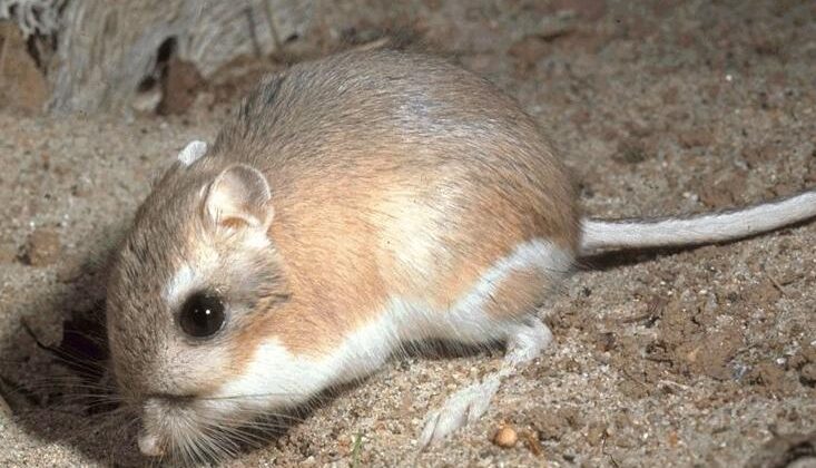 12 Animals That Can Survive Without Water