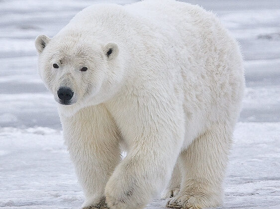 Polar Bear: King of the Arctic and Symbol of a Changing World
